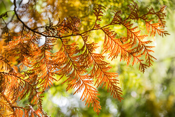 Colorful, orange dying needles on a cedar tree in late summer
