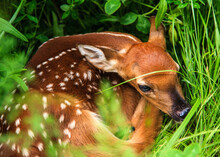 White Tail Deer Fawn Laying In Grass