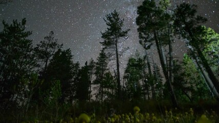  Time lapse tracking shot of Milky Way galaxy over Darlingtonia Californica, native wild carnivorous plant in Oregon