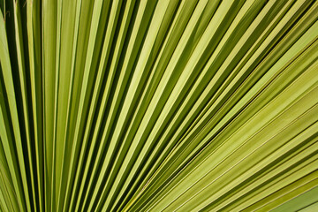 Background green leaf palm texture