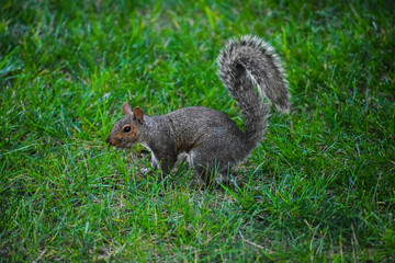 Squirrel on the grass