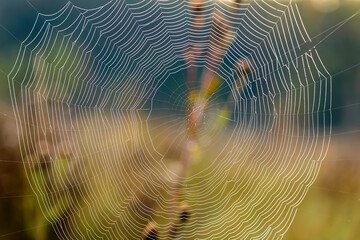 Wall Mural - Huge spider web with concentric circles on the background of an autumn field