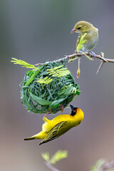 Southern-masked Weaver building nest