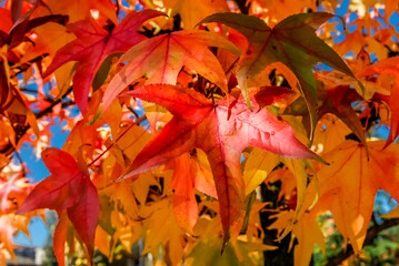 autumn leaves in the park