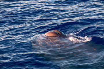 Wall Mural - Sperm Whale at sunset in mediterranean Sea