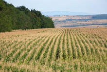 Top View Of A Corn Field Plants With Tassels