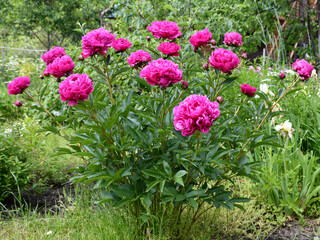 Wall Mural - blooming peony bush in the garden. raspberry-colored peonies.