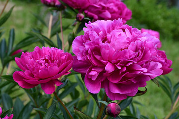 Wall Mural - beautiful pink peonies blooming in the garden. peony flowers close-up.
