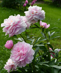 Wall Mural - beautiful pink peonies blooming in the garden. peony flowers close-up.