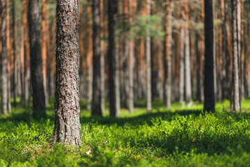 Background pine forest with green lush blueberry grass. Focus in foreground, blurred background.