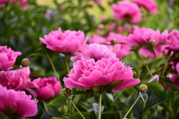 Wall Mural - beautiful pink peonies blooming in the garden. peony flowers close-up.