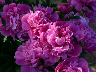 Wall Mural - beautiful pink peonies blooming in the garden. peony flowers close-up.