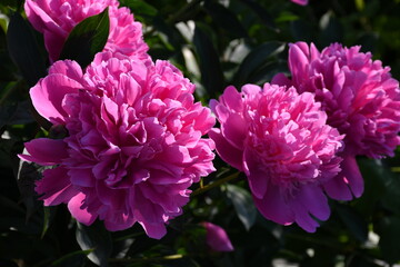 Wall Mural - beautiful pink peonies blooming in the garden. peony flowers close-up.