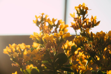 Yellow flowers