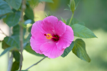 Wall Mural - Beautiful pink hibiscus flower with green leaf in the garden. Place for text.