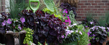 Horizontal Banner Of Purple Shamrocks Outdoors In Garden Containers On Limestone And Brick Patio With Mojito Elephant Ear, Petunias, New Guinea Pink Impatiens, Lime Sweet Potato Vine 