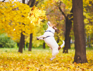 Wall Mural - Thanksgiving holiday concept with dog playing in park jumping to catch yellow fall bouquet of maple leaves