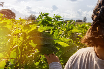 little girl in the amaranth field in sunset