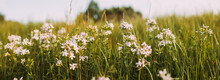 Panoramic View Of Pink Flowers Of Saponaria Officinalis On Field In Summer Day