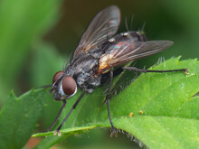 Little Common Fly Resting At Green Leaf