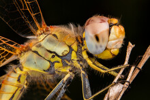 Close Up Of Dragonfly