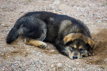 Canvas Print - cute little puppy lying on the sand