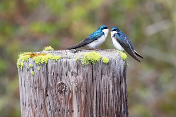 Original wildlife photograph of two blue Tree Swallows sitting on an old stump face to face and appearing to be having a conversation