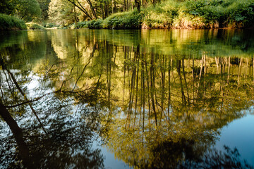 Wall Mural - beautiful forest river on summer morning