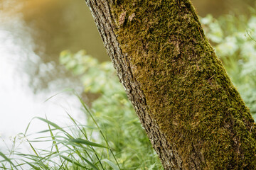 Wall Mural - in beautiful forest on summer morning