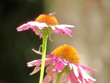 Bee On Pink Coneflower 