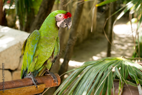 Fotografía green parrot in captivity