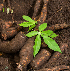 Sticker - Manihot esculenta - Cassava harvest on the ground with the plant leaf