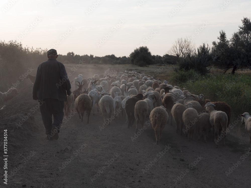 rural shepherd drives sheep, goats and rams to pasture. Sunrise ...
