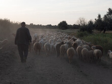 Rural Shepherd Drives Sheep, Goats And Rams To Pasture. Sunrise. Backlighting In Dust And Fog
