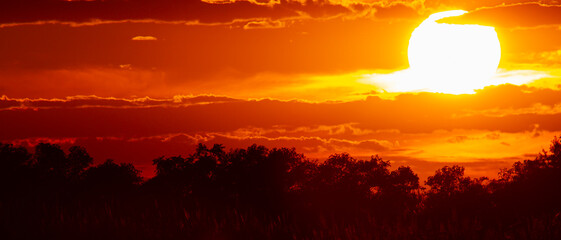 Panoramic photo of setting sun over the forest. Trees are seen as silhouettes and sunset sky is in vibrant red. Clouds have different tones of red to orange.