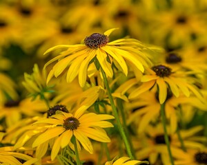 Wall Mural - Black-eyed Susan flowers, bright yellow flowers with dark brown center 