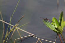 dragonfly-by-the-lakeside-free-stock-photo-public-domain-pictures