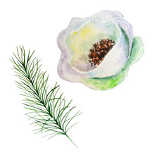 Watercolor Christmas White Flowers And Pine Branch