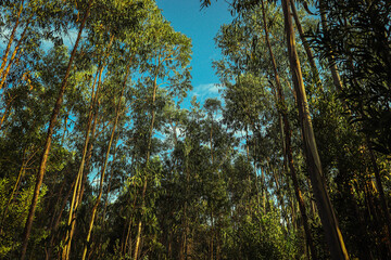 trees and sky