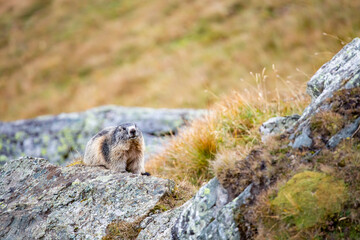 Beautiful marmots in an alpine landscape