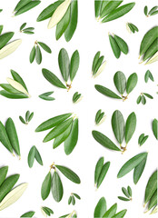 Sticker -  Backgrounds.Pattern of olives leaves isolated on white backgrounds.