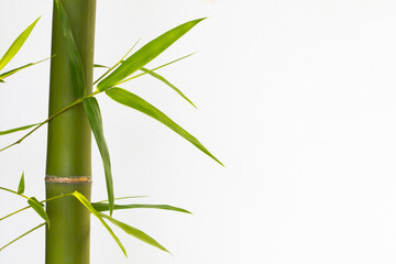 background texture nature bamboo tree with leaf  herbal flora of asia decoration postcard style on white 