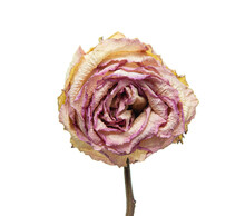 Dry Rose Flower On A White Background