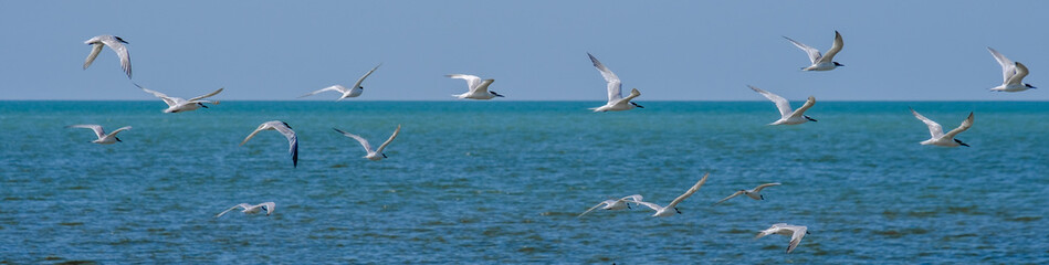 Banner. A flock of seagulls flying in a cloudless sky over the surface of the blue sea. Free wild birds in their natural habitat on a sunny summer day.