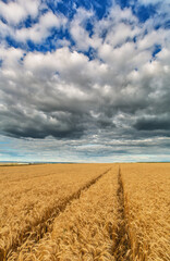 Field and cloudy sky