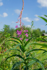 Wall Mural - flower of Ivan tea medicinal in the field