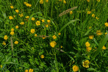 Wall Mural - yellow flowers in green grass