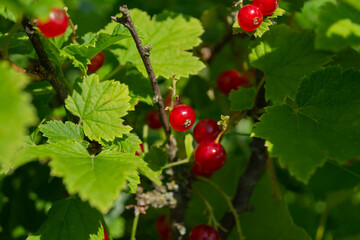 Wall Mural - red currant berries on a Bush