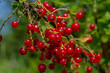 © Foto_Verba - red currant berries on a Bush