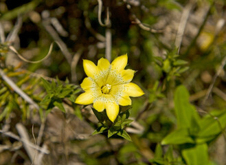 Sticker - Yushan Gentian Taiwan